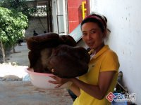 昌宁县村民发现15市斤的牛肝菌