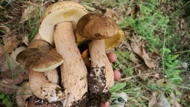东北牛肝菌产地生长在哪里