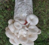 一包平菇菌种能产多少蘑菇
