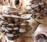 新鲜的平菇可以放在冰箱吗？