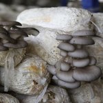 食用菌黑霉怎么产生的平菇