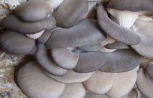 食用菌平菇能釆多久，良好的种植环境下能出4-5茬