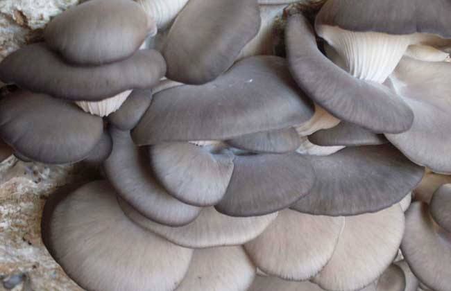 食用菌平菇能釆多久，良好的种植环境下能出4-5茬