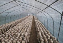 四川省平菇种植基地