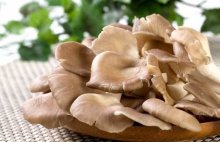 平菇的种植与利润分析