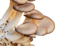 水蘑菇和平菇有区别吗