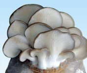 平菇蘑菇有营养吗