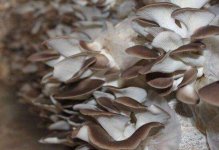 怎么发展食用菌平菇