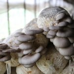 蘑菇一个菌棒能产多少平菇