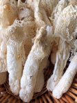 竹荪属于蘑菇类吗，如何做竹荪鸡汤