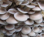 野生平菇菌怎样做美味