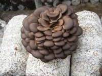 种植食用菌平菇产量有多高？