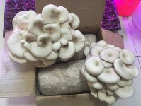 家庭平菇菌包种植过程