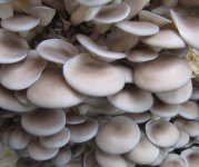 平菇死菇的原因有哪些？怎样提高平菇产量？