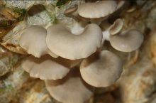 平菇培养包长草菇是什么原因