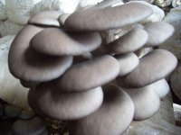 蘑菇平菇冬天如何种植