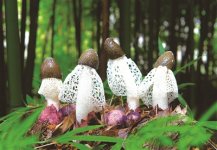 竹荪的蘑菇盖能吃吗