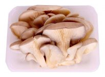 咳嗽能吃平菇蘑菇吗：食用好处