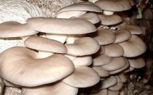 食用菌平菇有啥品种