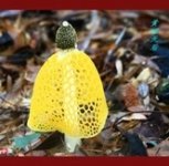 黄裙竹荪蘑菇怎么吃法，黄裙竹荪介绍