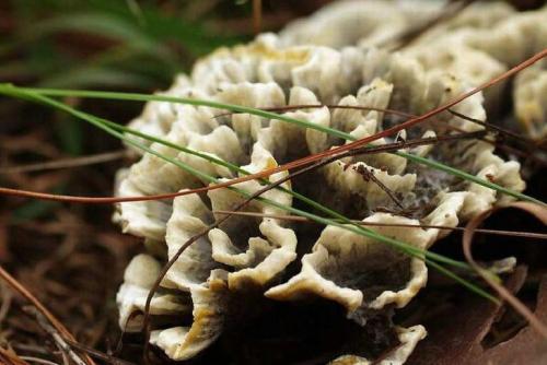 云南干巴菌可以人工种植吗？