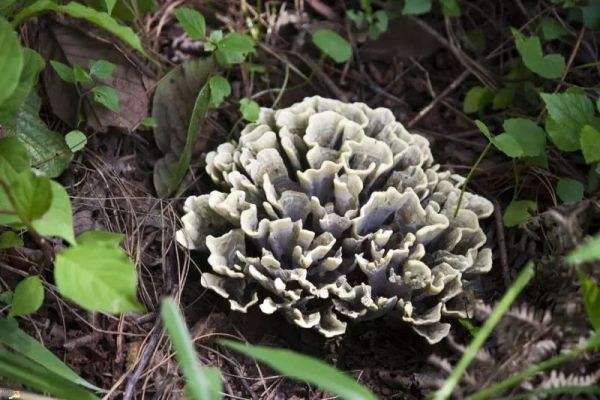 干巴菌生长在什么地方？哪些地方容易长干巴菌？