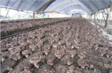 香菇种植存在哪些误区？