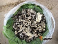 野生干巴菌中的沙土怎样去除？干巴菌最适宜人群