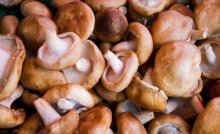 新鲜香菇有刺鼻味道能吃吗？什么样的香菇不能买？