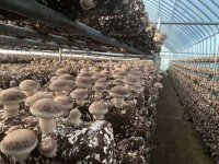 香菇的生长发育条件