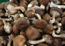 常见的干香菇的种类有哪些？