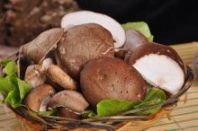 家庭香菇种植方法及香菇的市场前景