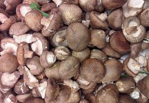 怎么种植香菇的方法