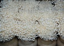 金针菇的生长需要哪些条件和技术？
