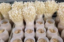 金针菇如何生长，金针菇的生长环境要求