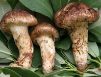 松茸菇巴西蘑菇怎么做好吃吗