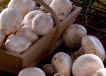 草菇和香菇有哪些区别？