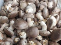 香菇种植产量低的原因及措施