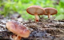 野生香菇多少钱一斤？野生香菇有什么功效作用？