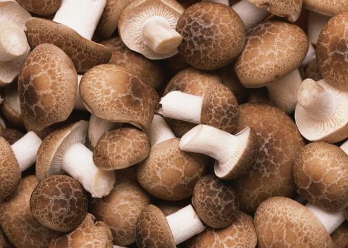 香菇的品种及挑选方法