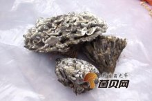 怎么炒新鲜干巴菌？干巴菌怎么洗干净