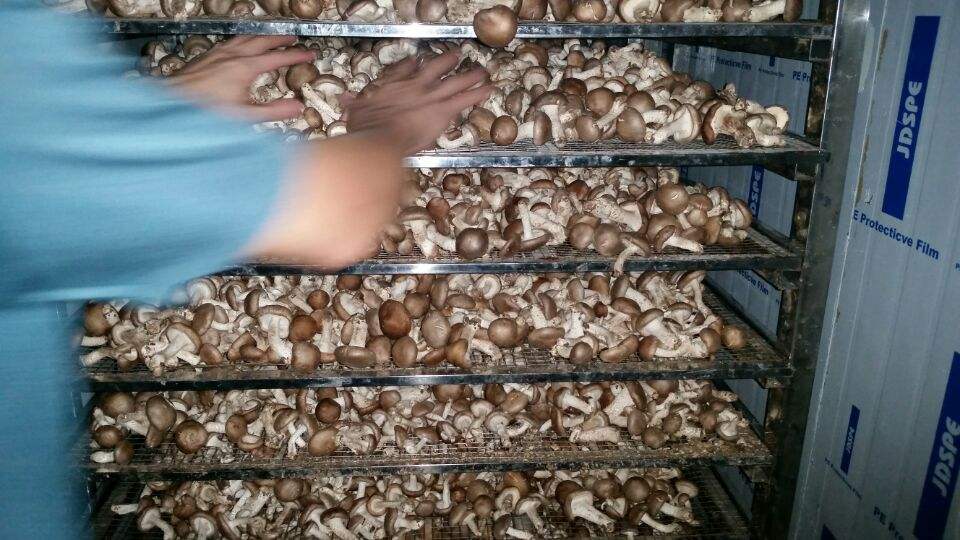 鲜香菇变成干香菇的制作过程