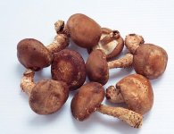 香菇菌种，香菇的生活简史