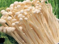 金针菇的营养成分与价值介绍