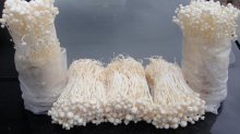 金针菇的种植方法及栽培技术