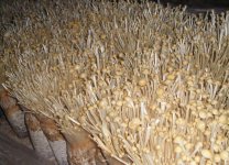 金针菇的种植过程与栽培方式