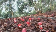 红菇的产地分布及真假鉴别方法
