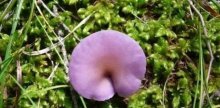 野生紫丁香菇