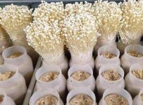 金针菇大棚种植，金针菇食用注意事项