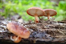 野生香菇长在什么木头上？